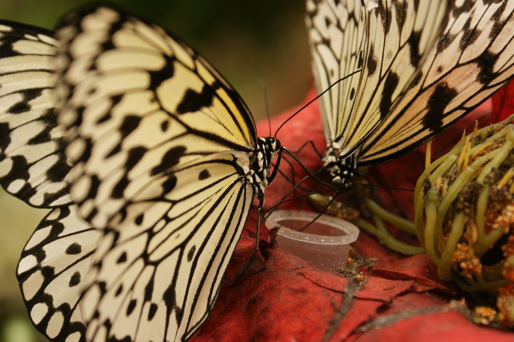 Camping Eure et Loir : Ambiance tropical à la serre aux papillons © S. Depardieu CDT78
