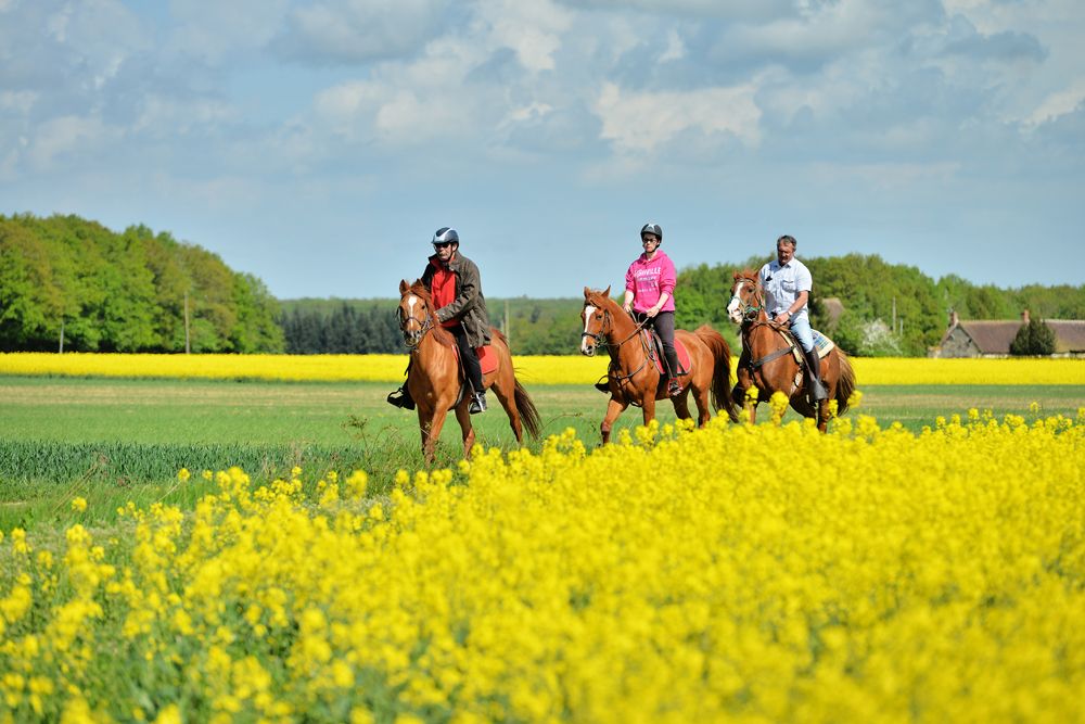 Campsite Eure et Loir France Centre : Possibilité de pratiquer l'équitation à proximité du camping